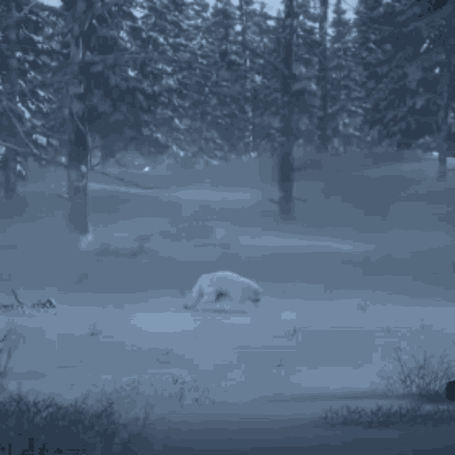 arctic-fox-snow-fox.gif