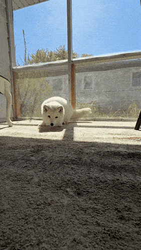 fox-arctic-fox.gif
